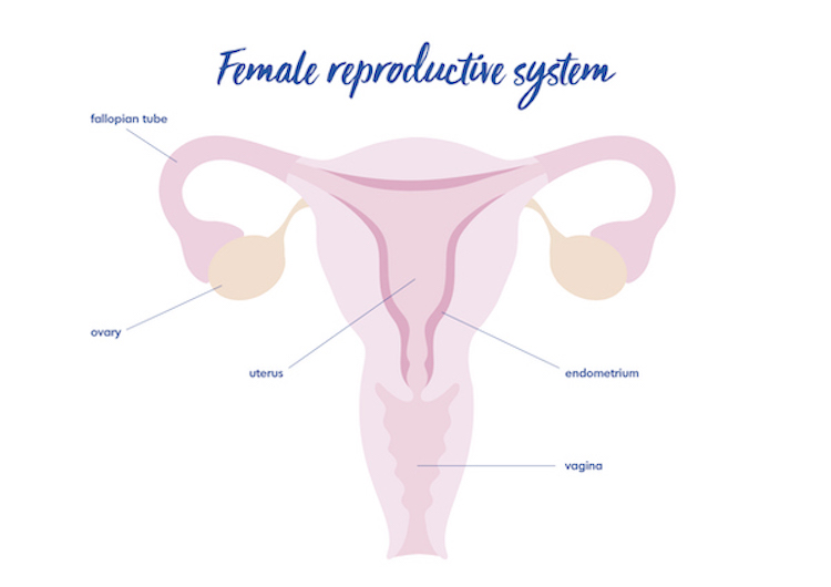 Uterus. Text: Female reproductive system